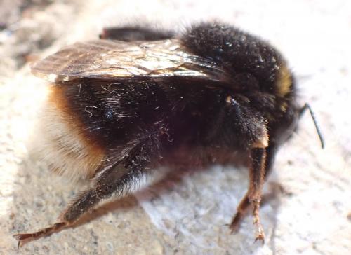 Bombus soroeensis soroeensis